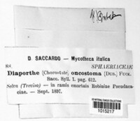 Diaporthe oncostoma image